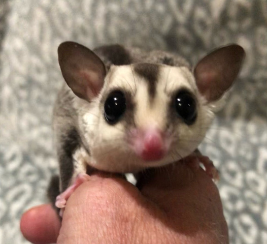 Three Female Sugar Gliders