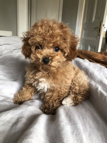 Poodle – 3 months old Maltipoo