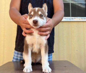 Siberian Husky – half seberian/american eskimo husky