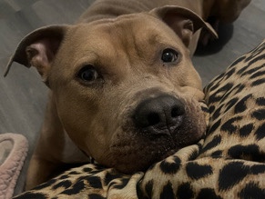 American Pit Bull Terrier – 🐾 Looking for a Loving Forever Home for My 3-Year-Old Pit Bull 🐾 – Memphis