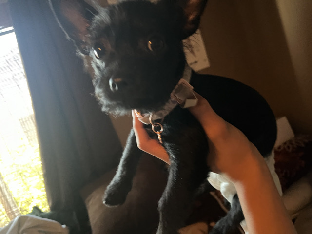 Yorky and half Chihuahua – Queen Creek