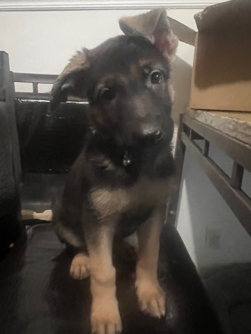 German Shepherd – puppies