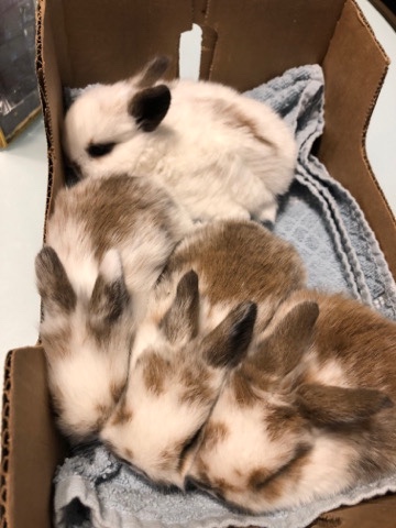 Lionhead – Lionhead Lop cross bunnies