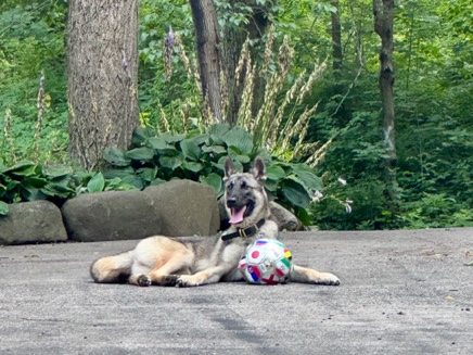 Belgian Shepherd Dog (Malinois) - Trained 10-month Malinois/Husky mix needs a loving, active home available for adoption in Lake Barrington