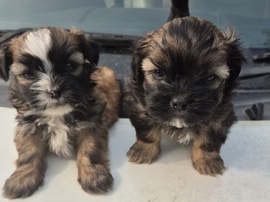 Lhasa Apso – want to sell the puppy – New Delhi