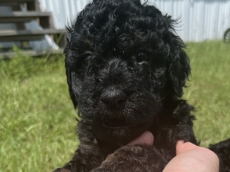 Goldendoodle – Friendly Male Goldendoodle Puppy – 6 Weeks Old – Homerville