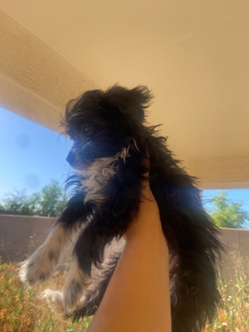 Yorkshire Terrier – yorkipoos needs new home