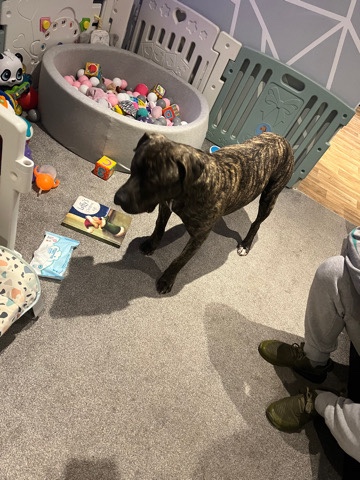 Cane Corso – beautiful bulky xl mixed