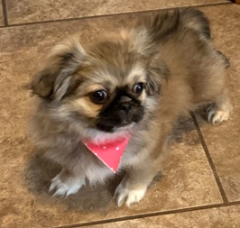 take Bella home today 