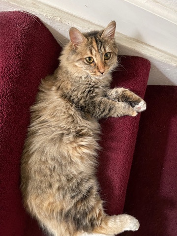 American Bobtail – female maine ****