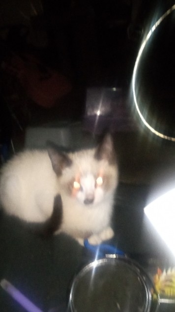 Siamese – We are Siamese, if you please