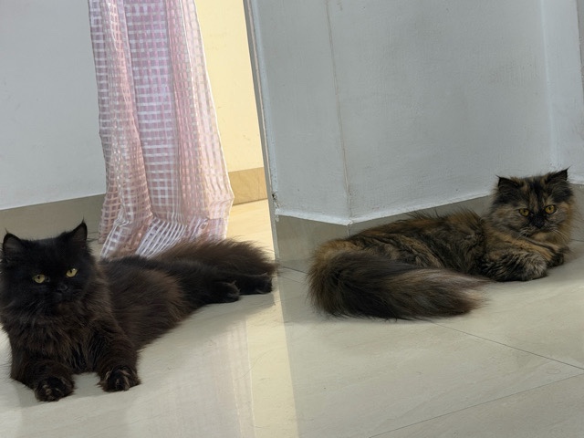 Maine Coon – Persian cats – Bengaluru