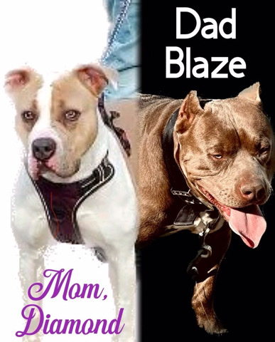 American Pit Bull Terrier – xl bullies