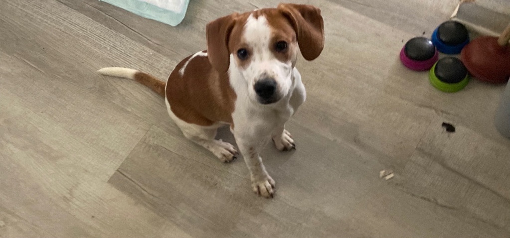 have a puppy ready to rehome to a good loving home