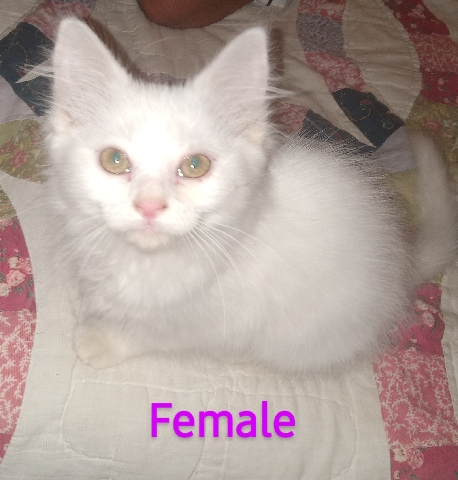 Ragdoll – Female Ragdoll x Siamese