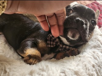 French Bulldog – Frenchie – Columbus