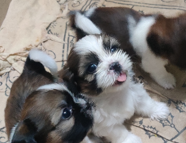 Shih Tzu – PUG & SHIH TZU puppies for sale