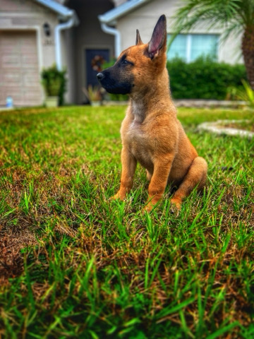 Belgian Shepherd Dog (Malinois) – Belgian Malinois