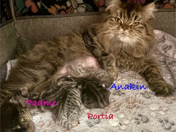 Persian (Traditional) – Silver Tipped Chinchilla Persian Kittens – North Richland Hills