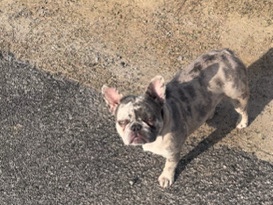 French Bulldog – french bulldog – Gaffney