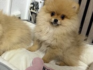 Pomeranian – Hund Pomeranian Zwergspitz – Hamburg