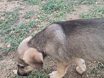 Indian pariah dog – Indian Pariah Puppy for Sale – 25 Days Old in Samaspur – Samaspur