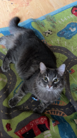 Maine Coon – Female Grey cat