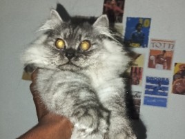 Himalayan – Adorable Himalayan Kitten for Sale – 3 Months Old – Kozhencherry