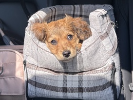 Dachshund - male mini Dachshund  available for adoption in Kansas City