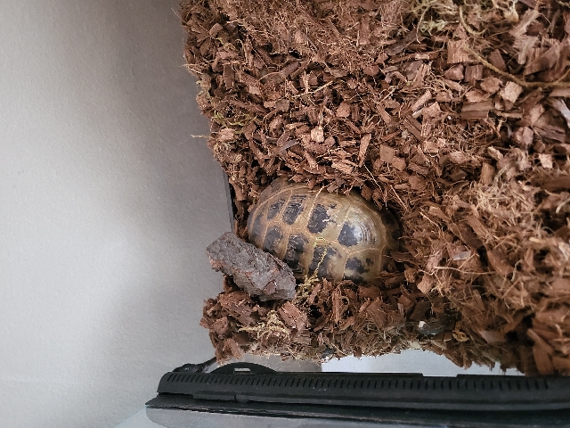 Any – Tortoise