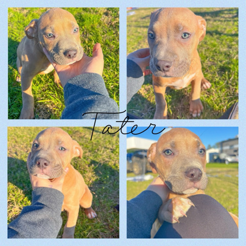 Rhodesian Ridgeback – puppy mix