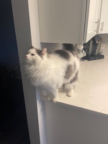 Maine Coon – gentle loving cat needing a home.