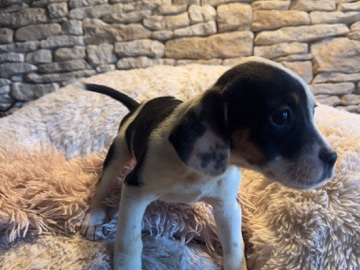 Bouledogue Français x Setter Anglais – Braine-le-Château