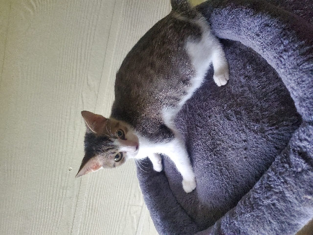 Bombay – Urgent Rehoming kittens we can discuss more via text yes they are love bugs