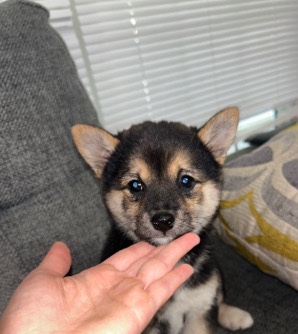 Shiba Inu – Shiba Inu