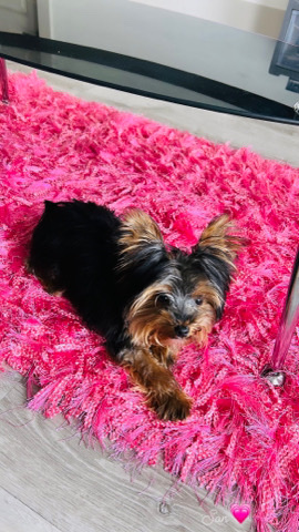 Yorkshire Terrier – Teacup Yorkie looking for a happy home!
