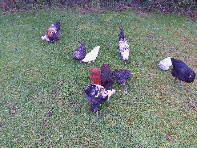 Any – 10 4 and a half months old chickens