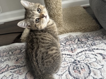 Scottish Fold – Scottish Fold