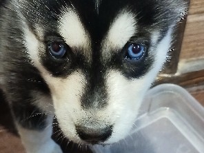 Siberian Husky – Siberian husky female puppy – Spokane