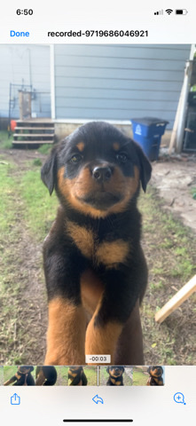 Rottweiler – AKC German Rottweiler puppies