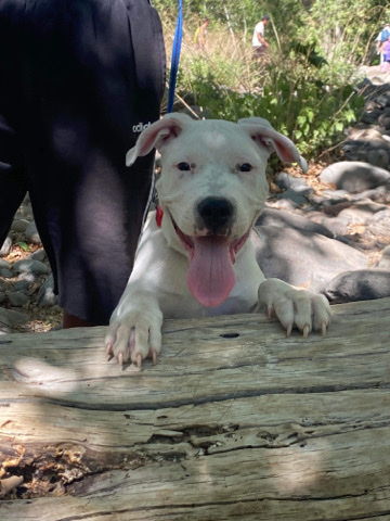 Dogo Argentino – Jackson needs his FURever family 🥰