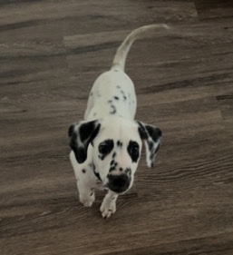 Dalmatian – female Dalmatian Puppy for sell
