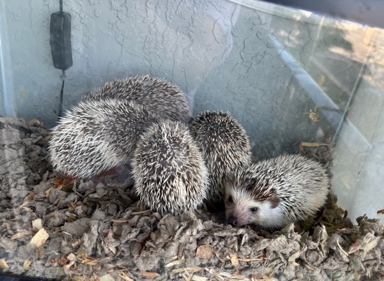 hedgehog – hedgehogs 🦔🦔🦔🦔🦔