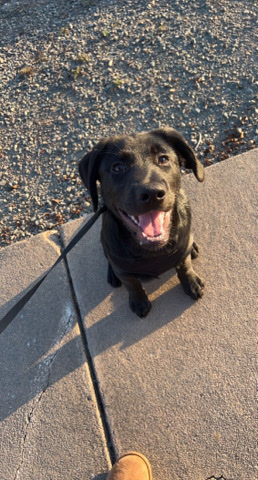 Labrador Retriever – Rehome