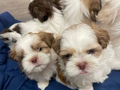 male and female Maltase puppies – Milwaukee