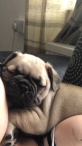 Pug – pug/frenchie