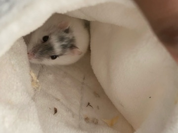 Hamster – hamsters – Slough
