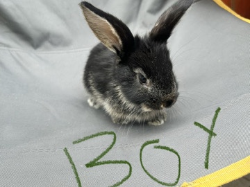 Holland Lop – holland mini lops rabbits – Nottingham
