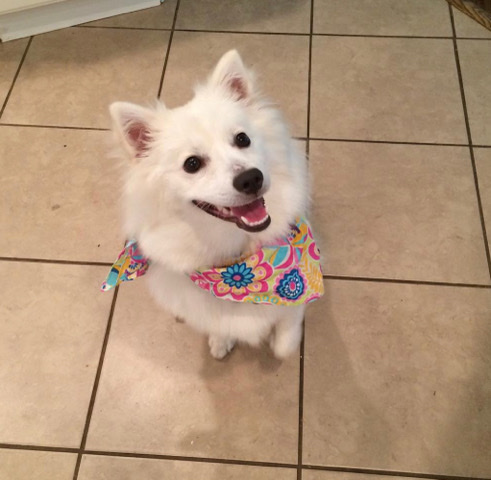 American Eskimo Dog – needs a new home