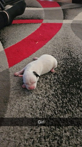 American Pit Bull Terrier – pit puppies